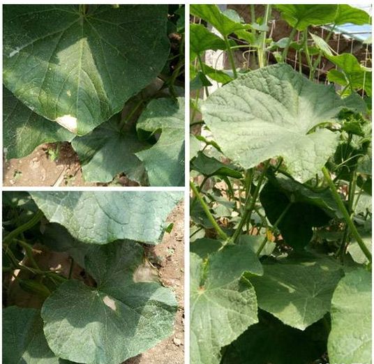 细菌病害最好的药,预防细菌病害用什么药