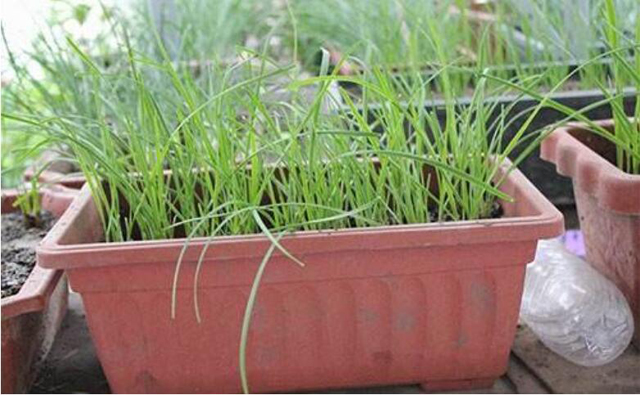 韭菜种植小妙招短视频,农村韭菜种子种植方法和技巧
