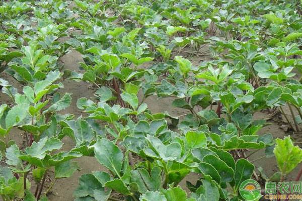 沙参亩产多少斤每斤多少钱,沙参种植产量价格