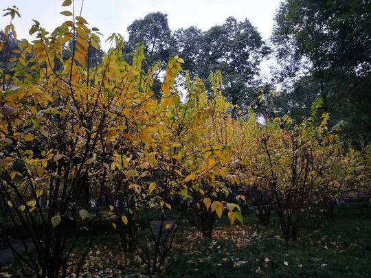 蓉城望江梅花,蓉城腊梅正飘香