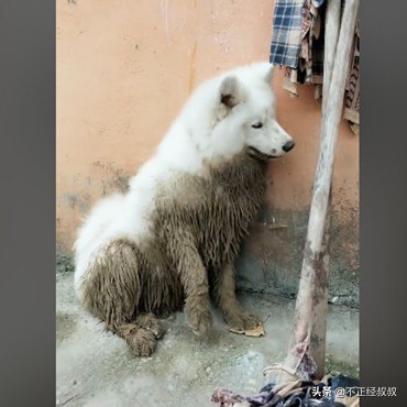 萨摩耶到家后呆在笼子里不出来,萨摩耶出去就不知道回家了