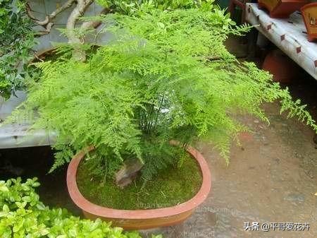 文竹烂根怎么处理才能救活,文竹烂根怎么快速处理