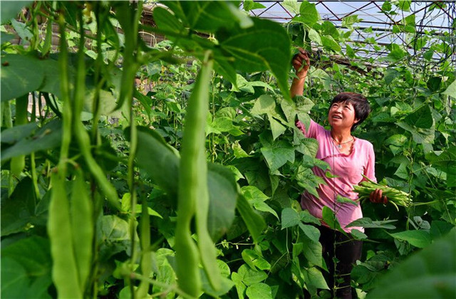 成武县芸豆,成武县白浮镇芸豆几月份成熟