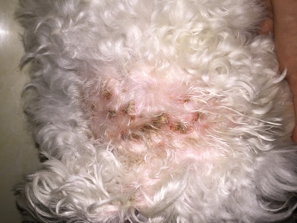 狗狗体内外寄生虫有哪些？看完这篇再也不用为这事儿发愁了