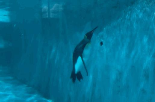 小梅沙海洋世界门票团购套票,小梅沙海洋世界3天2夜套票