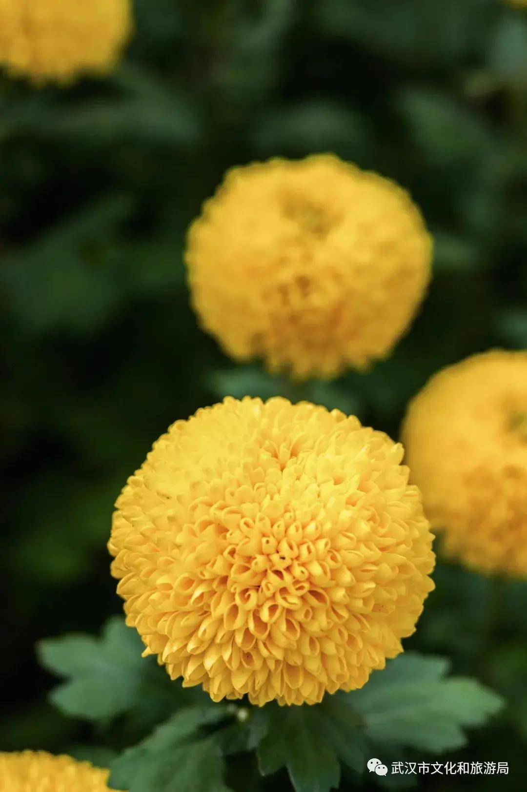 菊花烂漫,赏菊花汉口江滩打卡