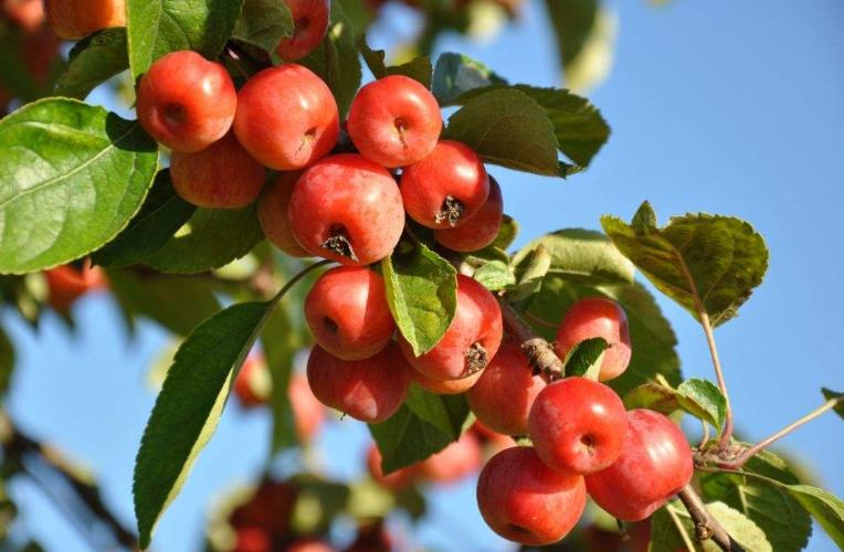 孕妈为什么不能吃桂圆呢,桂圆孕妈妈为什么不能吃