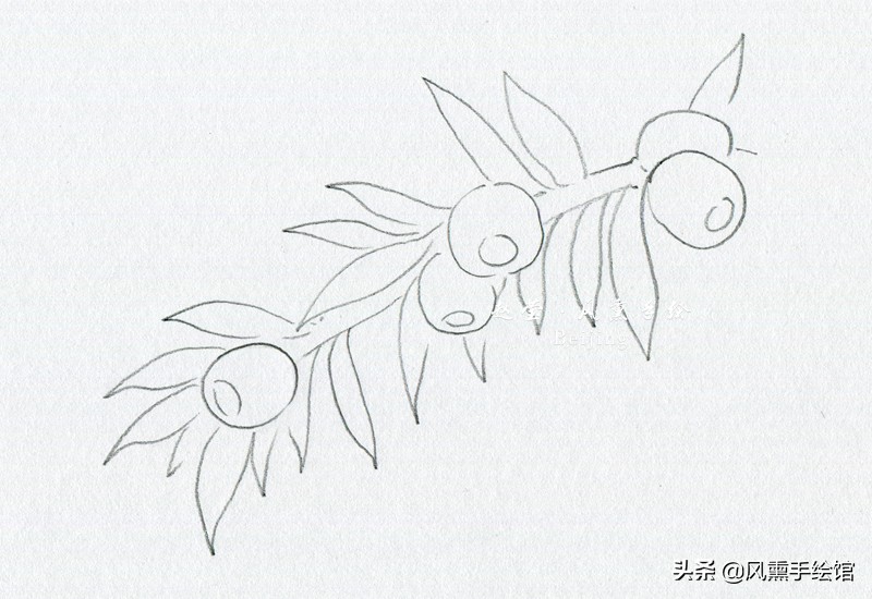 红豆杉中的假种皮用彩铅怎样画,红豆杉怎么简单又好画