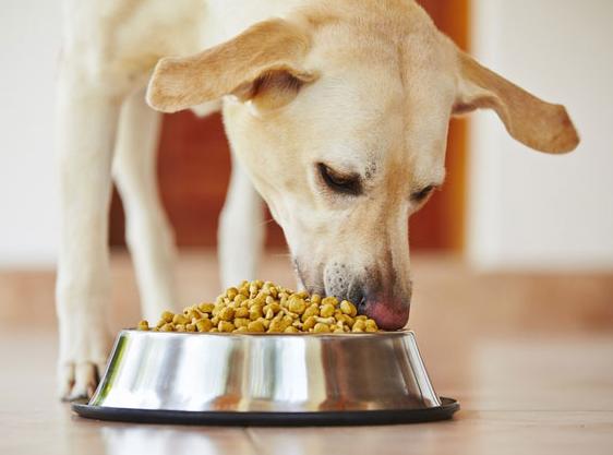 宠物肥胖症怎么治疗,宠物肥胖带来的健康问题