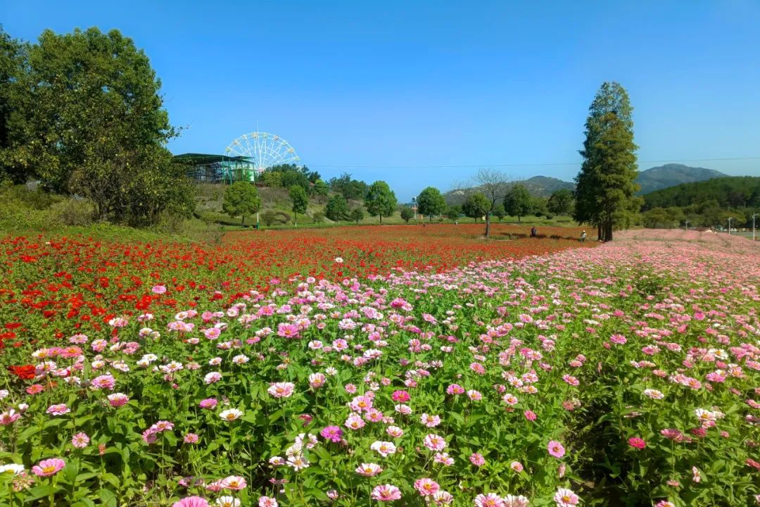 抓住春天的尾巴鸟语花香,抓住花海的尾巴
