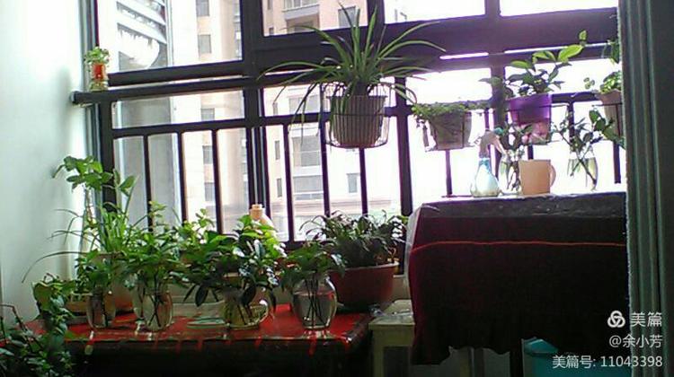 栀子花开舞蹈视频,栀子花开何炅