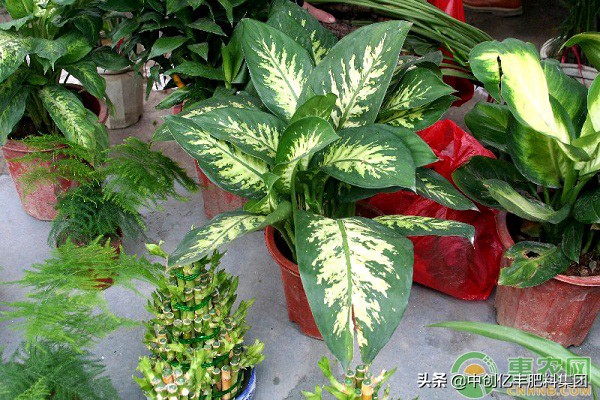 花叶万年青怎么养才茂盛,家里养的万年青开花了有什么征兆