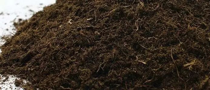 采蘑菇的小姑娘教程版,采蘑菇的小姑娘教学视频完整版