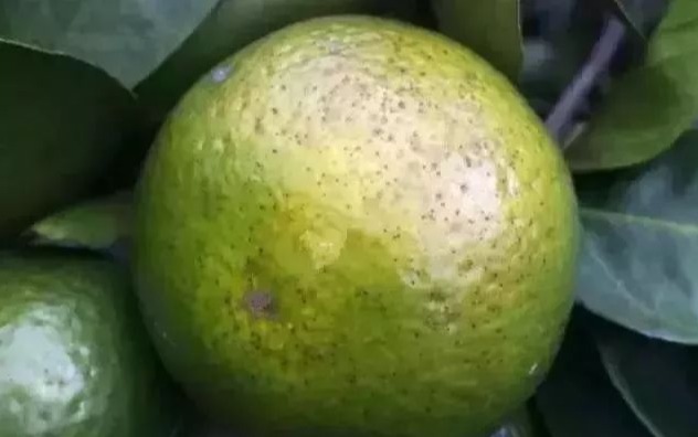 柑桔砂皮病哪个时间最易爆发,柑橘表皮有疙瘩怎么治疗