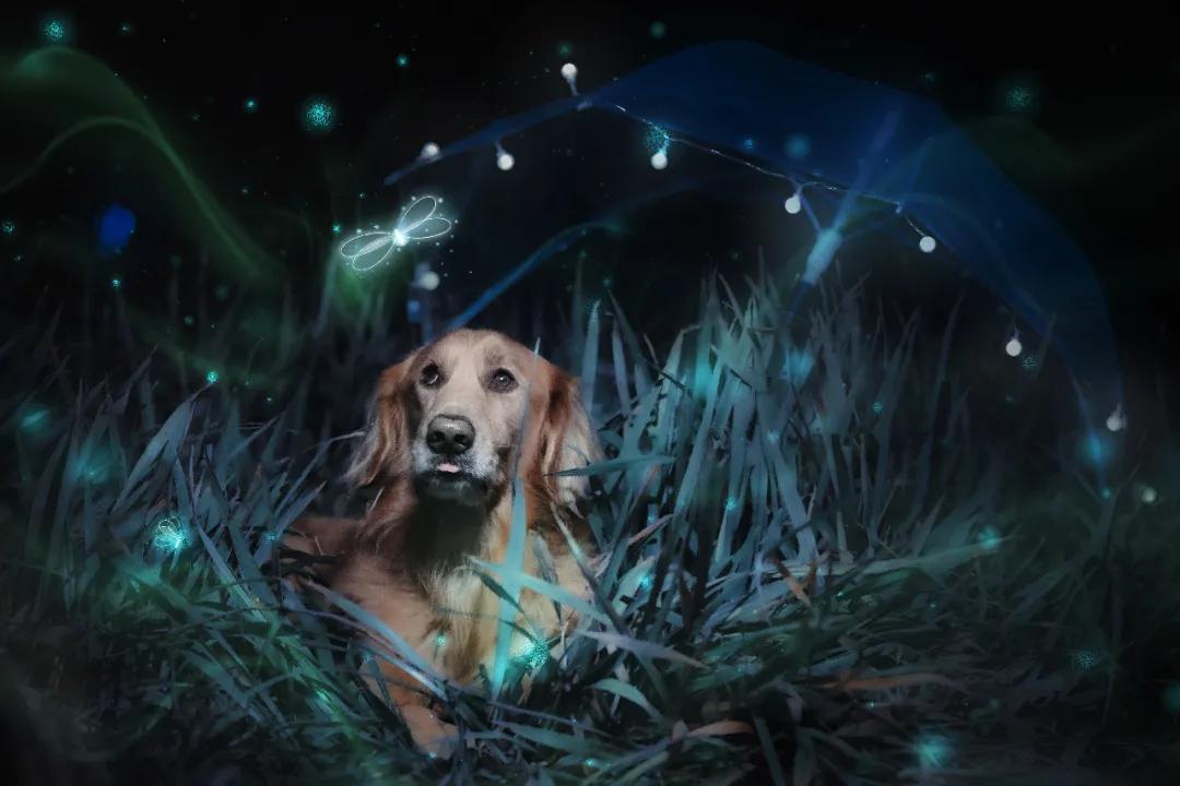 一条老狗书籍,一条老狗季羡林文章读后感