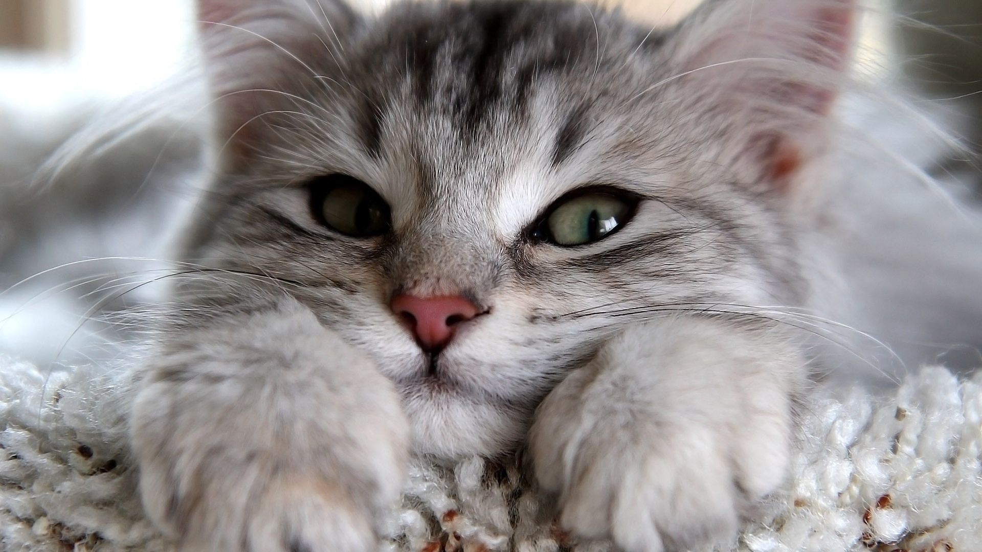 猫咪冬天会怕冷吗,有毛不耐寒的动物