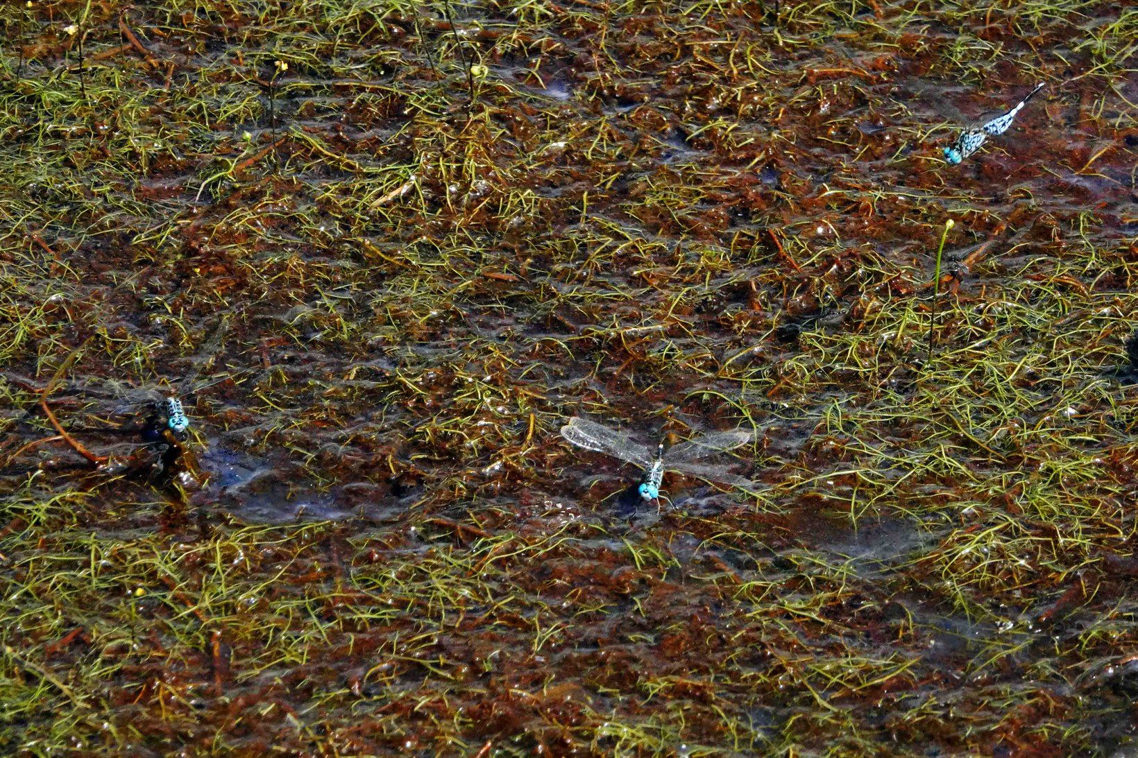 蜻蜓点水雁过留声,蜻蜓点水的收获