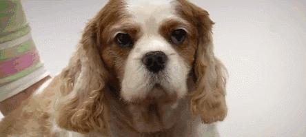 人类对狗的伤害,人类对狗的迷惑行为