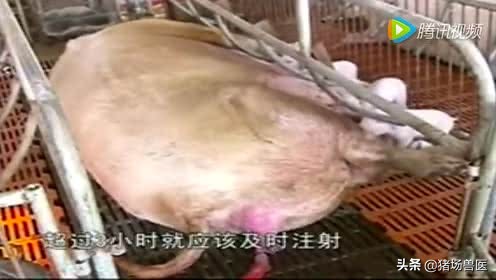 母猪产仔慢，急死人！这是难产吗？是直接掏掏掏？还要做到这七点
