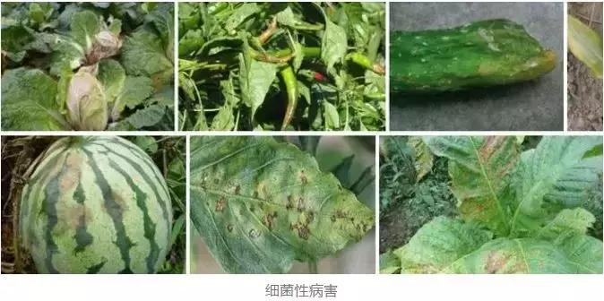 细菌感染治疗不彻底,作物细菌病害用什么药