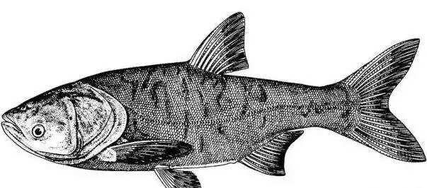 鳙鱼怎样吃食,鳙鱼的生活规律和习性