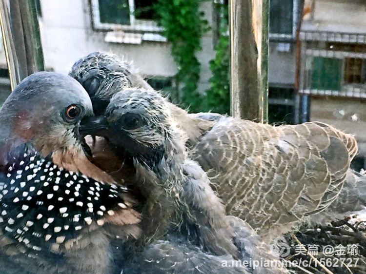 四只小鸟的故事视频,四只白鸟的故事