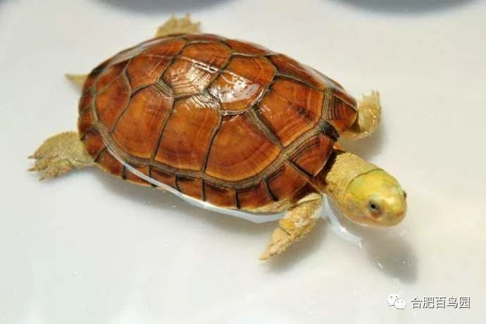 科普动物知识类短视频,龟鳖科普