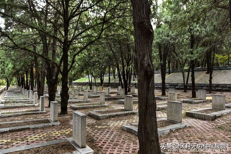 济南的法国梧桐,济南梧桐树美景