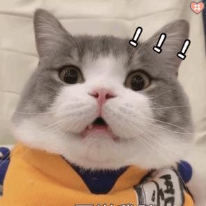 猫咪尿血伴有膀胱黏膜脱落,为什么猫咪会尿结石尿血