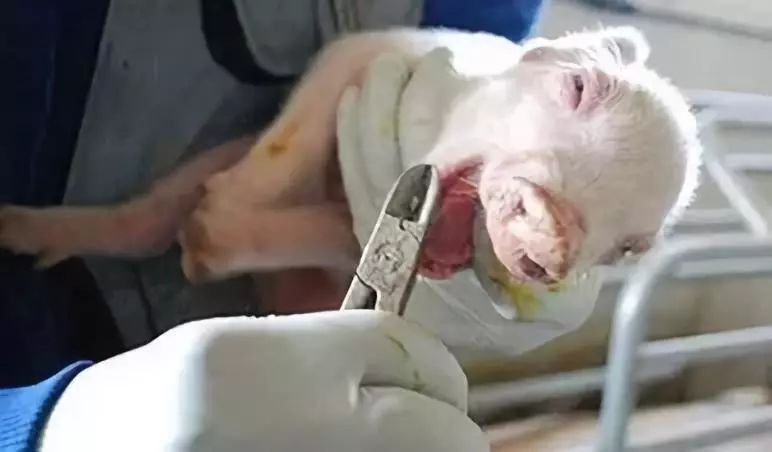 小猪剪牙后消毒用什么,给小猪剪牙关注什么饮食