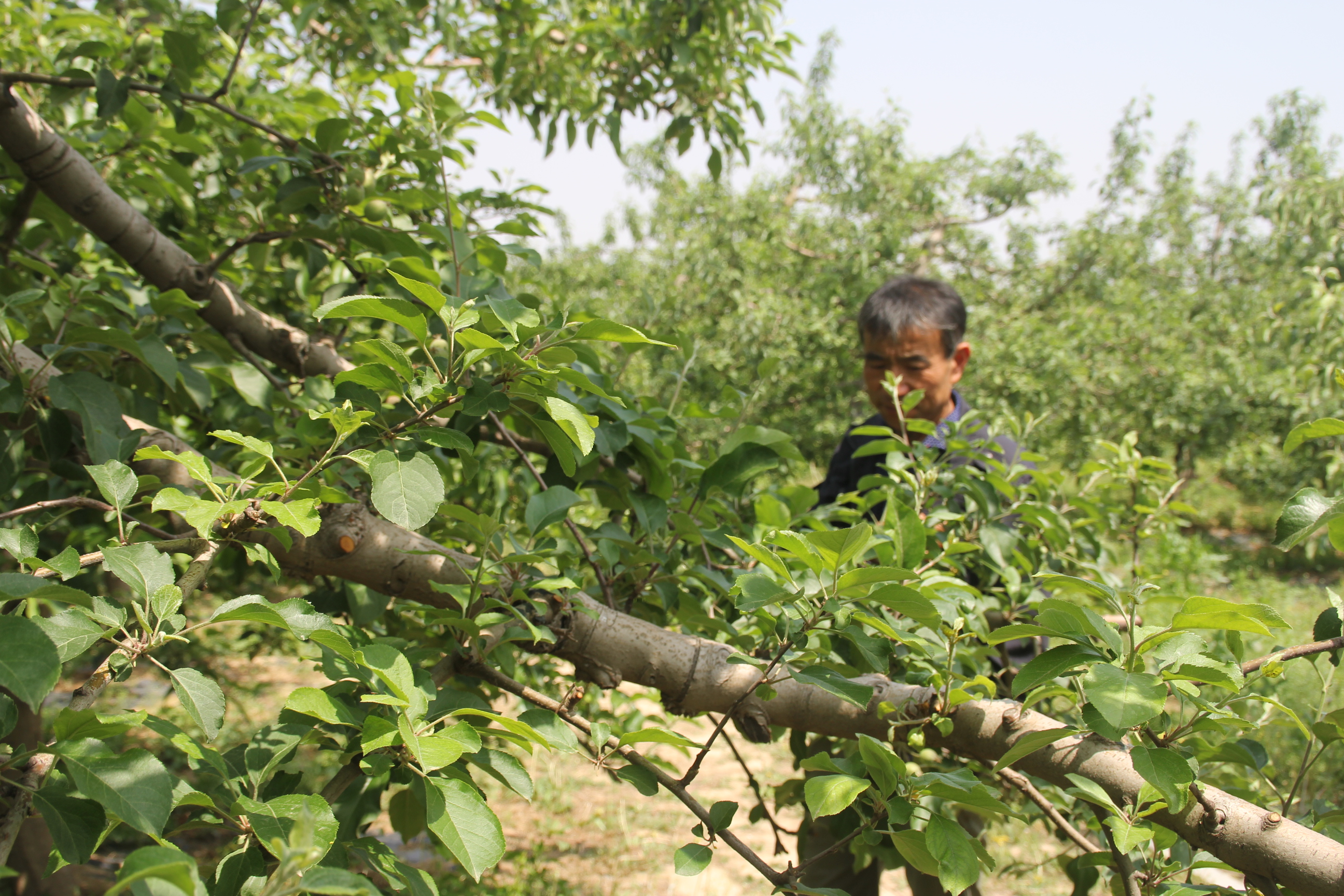果树需要什么营养物质,各种元素对果树生长的作用