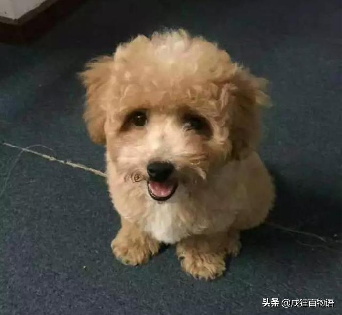 泰迪前腿骨折能自愈吗,泰迪骨折自愈方法图片