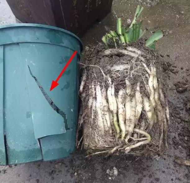 吊兰绿萝怎么换土,绿萝和吊兰用什么土壤