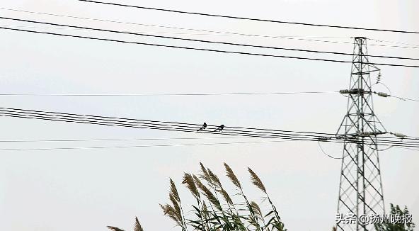 一只喜鹊受伤很多只喜鹊在叫,一只喜鹊受伤另一只盘旋