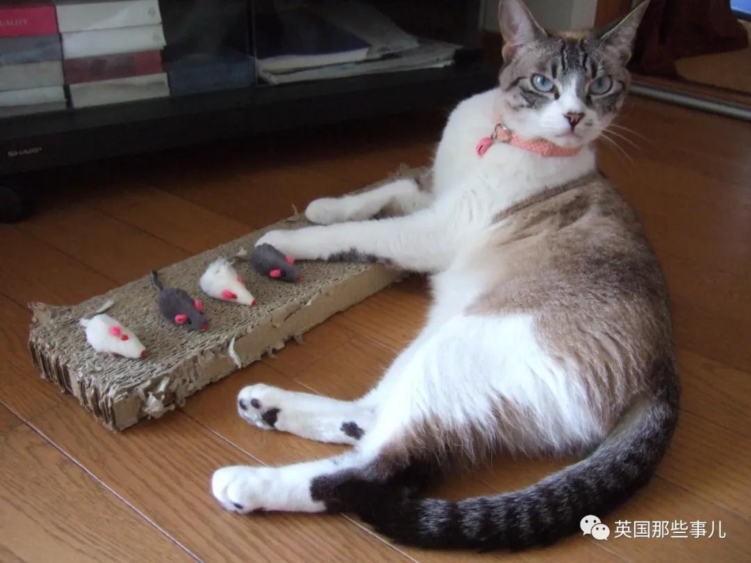 养暹罗等于养好几种猫,重庆暹罗猫变黑了还能白回来吗