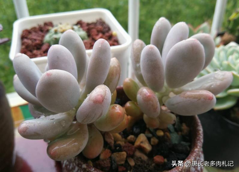 多肉养的不粗壮怎么办,多肉植物光照不够怎么养