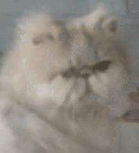 如何让猫咪不怕热,家里没空调猫该怎么办