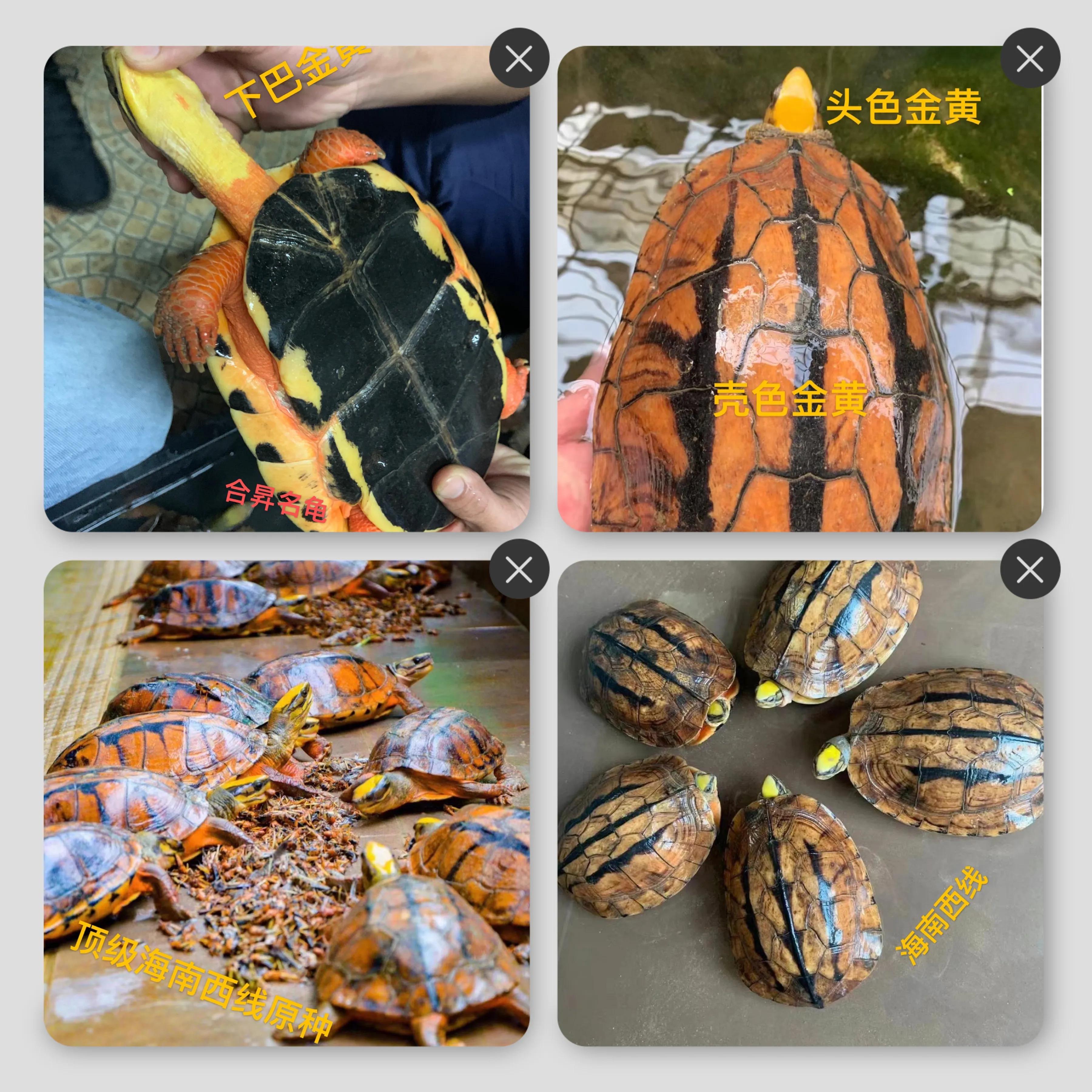 三线闭壳龟之金钱龟大全