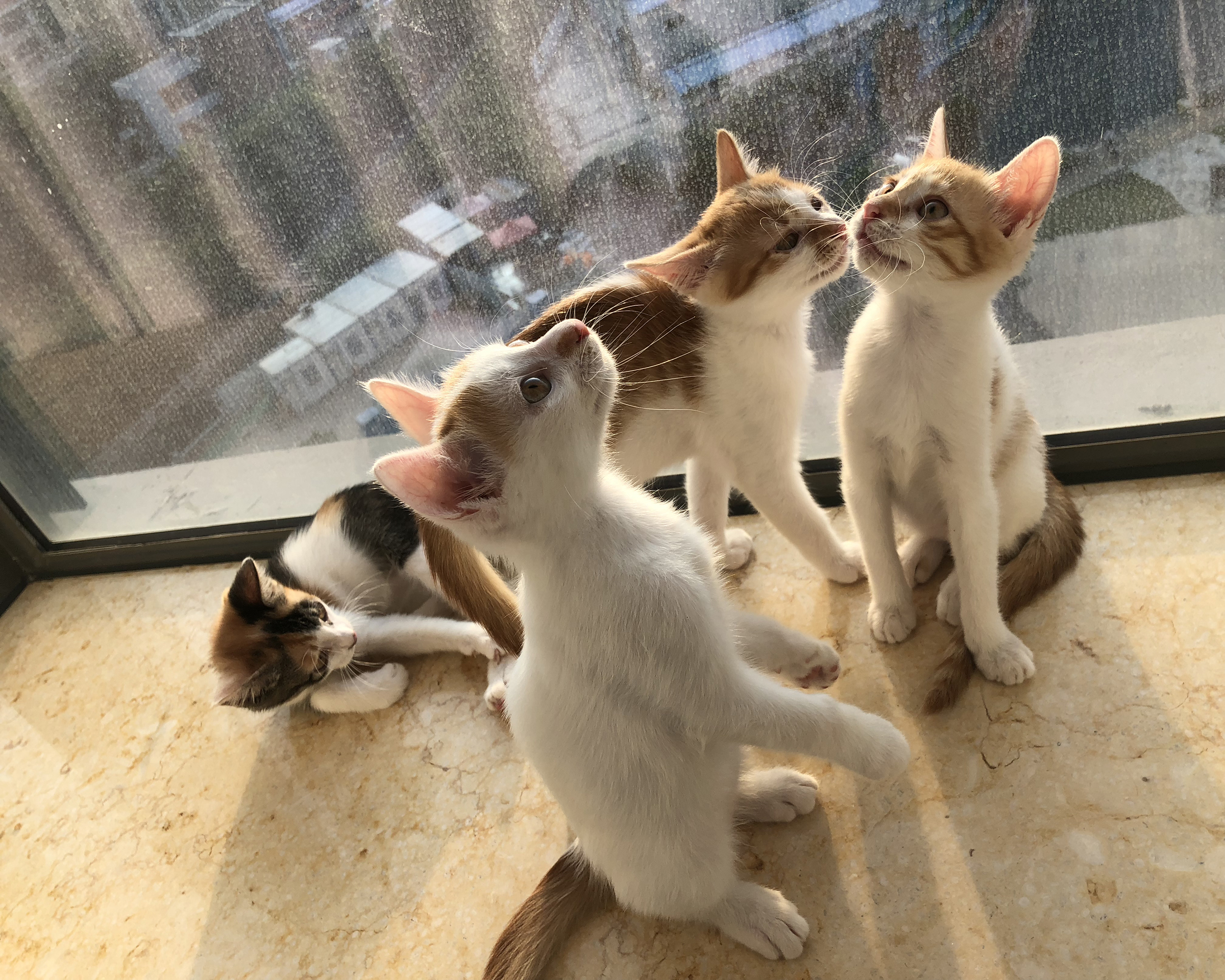 如何喂养刚出生的小奶猫,怎么喂养小奶猫