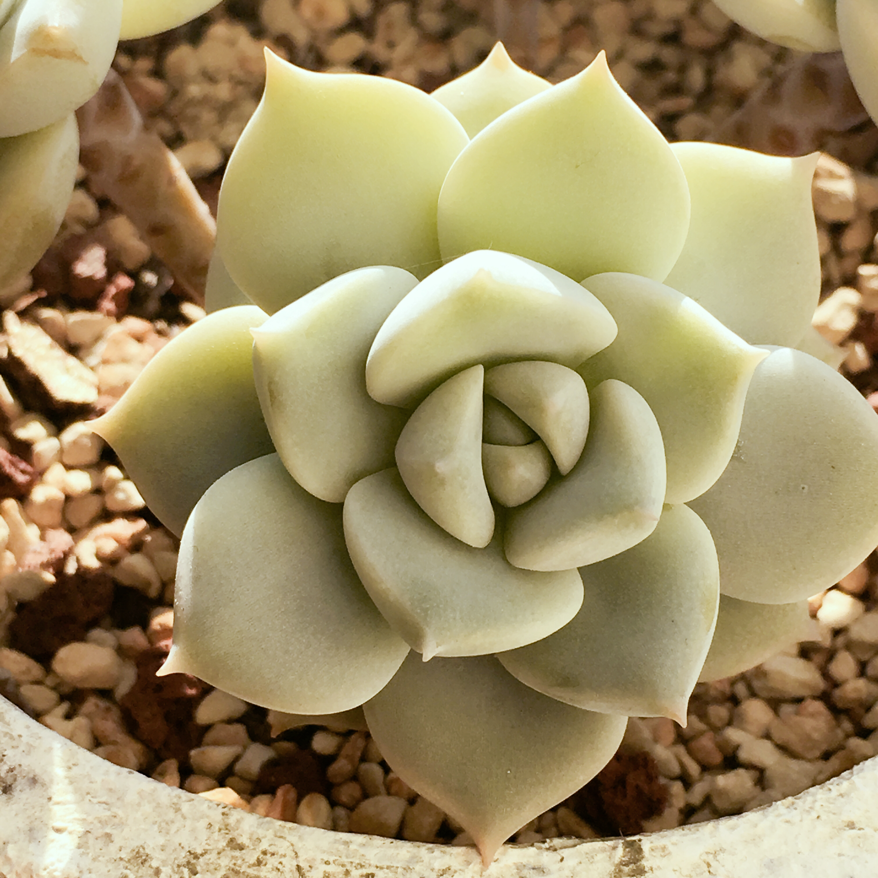 清欢养肉｜优生优育的白牡丹，让你从几片叶子跻身多肉大户