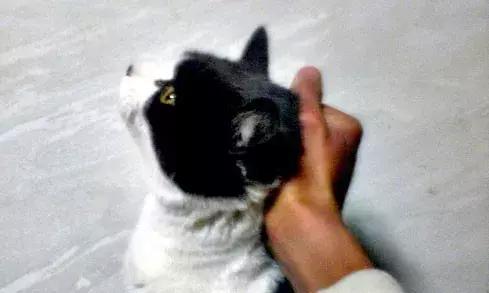 怎样催眠小猫咪,如何催眠一只小猫咪