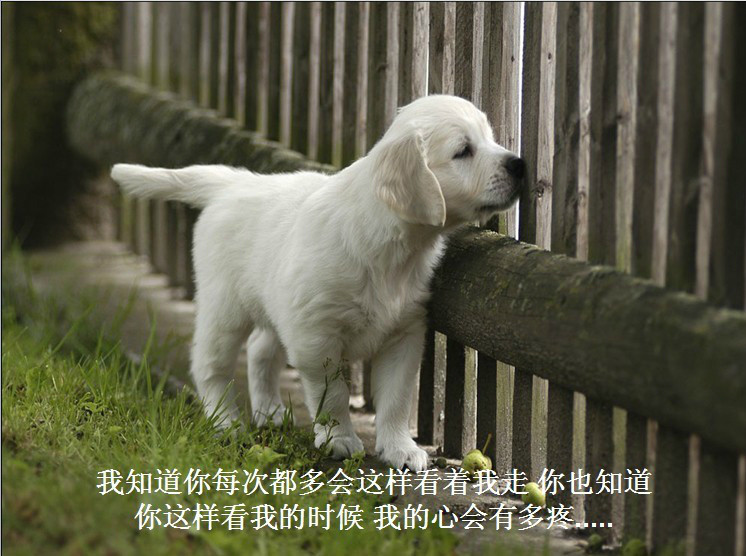 我只想说声爱你,只想再爱你一次