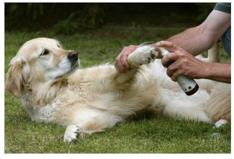 黑色拉布拉多2个月幼犬如何挑选,如何挑选最好的幼犬