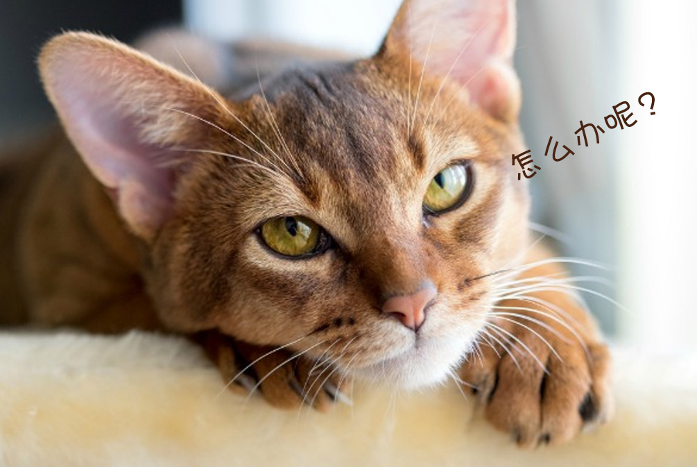 猫咪上呼吸道感染雾化配方,猫咪上呼吸道感染最快最好方法