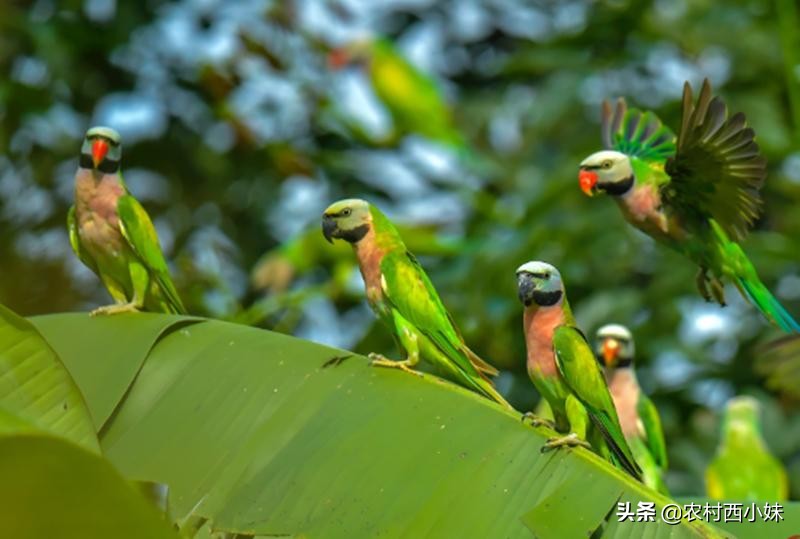 什么鹦鹉最容易训练,什么鹦鹉怎么养才会认主人