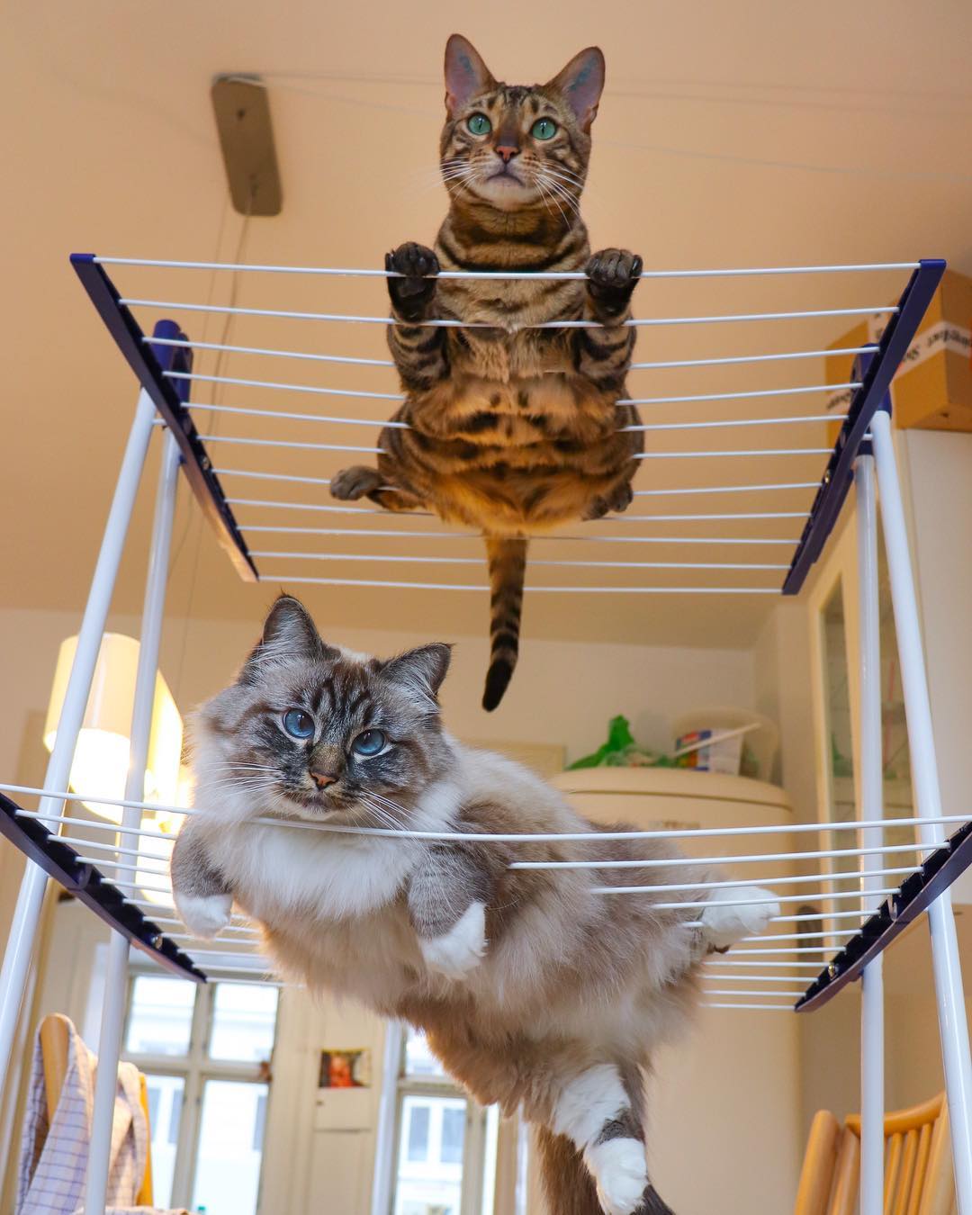 猫咪支气管炎药物用量,支气管炎的症状和表现猫咪