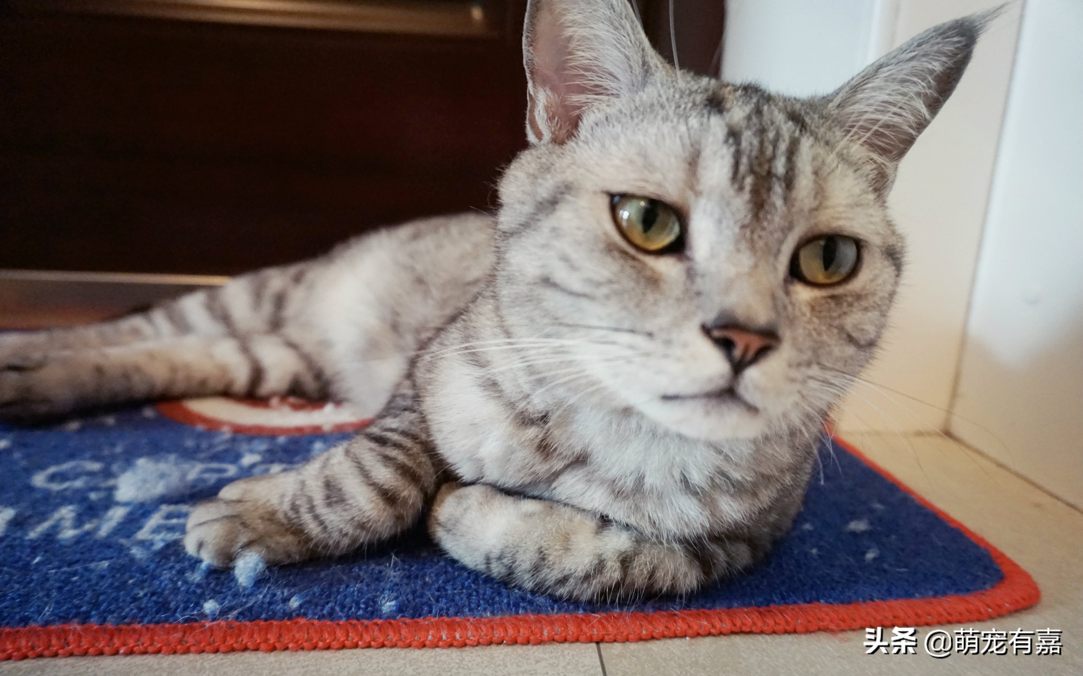 吃多了猫草便秘怎么办,猫咪便秘给喝食用油靠谱吗