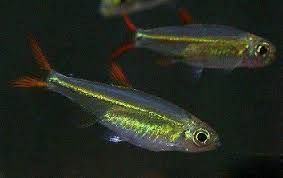 草缸灯鱼专用灯,草缸专用灯防太阳