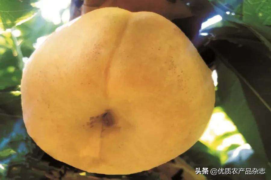 鲜食黄桃产地哪里的最好,什么种类的黄桃最好吃又甜