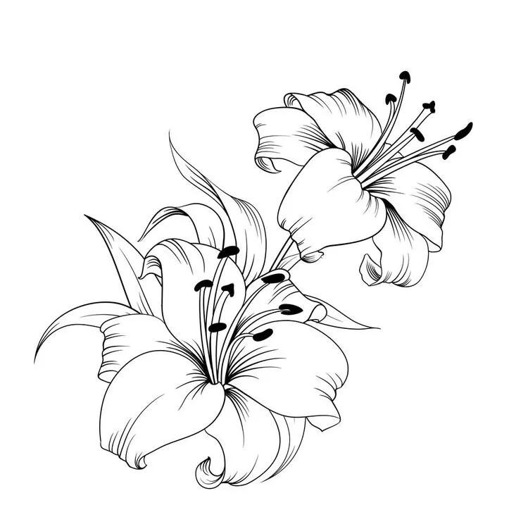 白描花卉线稿初学者,100幅白描花卉图片